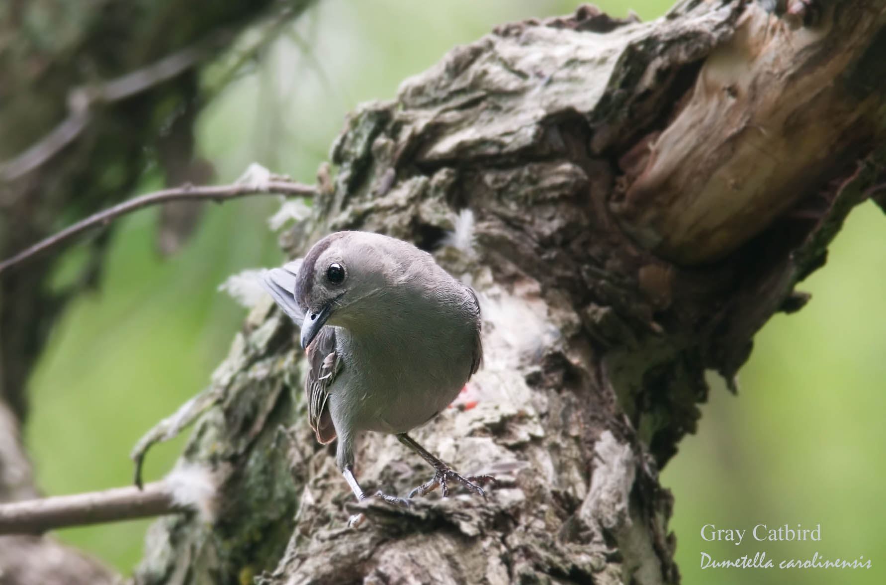 Gray Catbird - 2